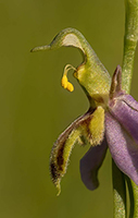 Ophrys apifera f. trollii